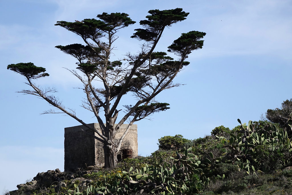 Lanzarote - Tree house