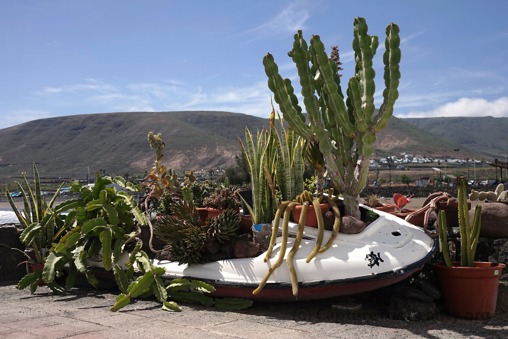 Lanzarote - What a flower pot