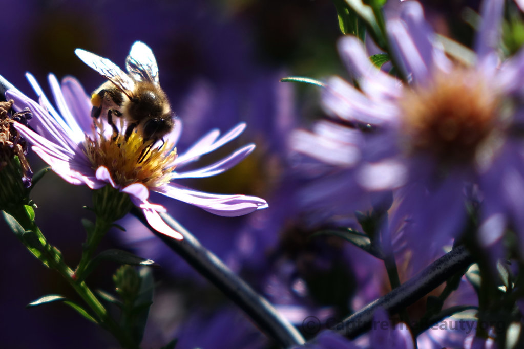 Germany - Bee @ work